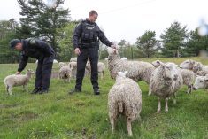 Wildlife conservation officers Devon Wadden and Tim Locke keep an eye on sheep while SPCA officers feed a flock during wildfire evacuations in Shelburne County, N.S. on June 3, 2023. (Photo: Communications Nova Scotia/Handout via Reuters)