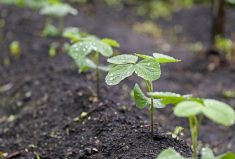 The smaller the particle size of minerals in the soil, the better it is at holding water.