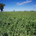 File photo of a field pea crop in western New South Wales, Australia. (Alfio Manciagli/iStock/Getty Images)