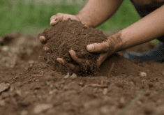 “Whether you’re in
Alberta, Saskatchewan
or Manitoba, this data
is from those provinces
and targeted towards
those pradducers
(and) the varieties
being grown and the
management practices
being used here.”