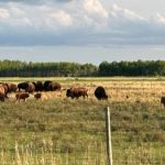 Bison on pasture near Teulon, Man. on May 30, 2023. (MarketsFarm photo by Glen Hallick)