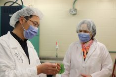 AAFC researcher Fengqun Yu, right, and a research team member inspect an infected plant at Saskatoon’s
research and development centre.