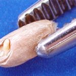 A sprouted wheat kernel, in which the sprout is visibly still within the contour of the germ, is classified as “regular sprouted.” (GrainsCanada.gc.ca)