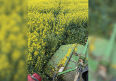 Field patches where kochia is dominant are great candidates for mowing or hand-weeding before
it sets seed.