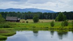 File photo: Cattle near a lake.