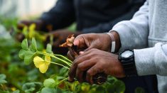 The federal government recently announced a two-year extension to the Agri-Food Immigration Pilot program that aims to allow Temporary Foreign Workers to achieve permanent residency.