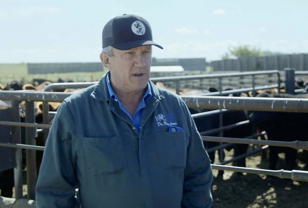 Remote watering is one of the most effective tools to keep livestock out of dugouts and other surface water where blue-green algae can develop, says retired large animal veterinarian Roy Lewis.