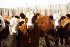 Can Canada see beef herd expansion in 2023?
