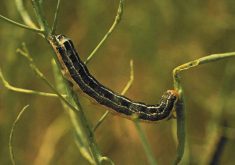 A bertha army worm feasting on a canola plant.