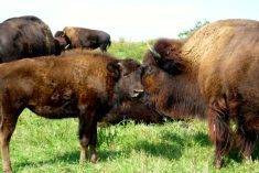 Open Farm Days to highlight bison