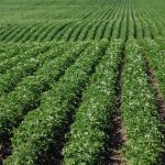 File photo of a potato field in Alberta’s Lacombe County. (COrthner/iStock/Getty Images)