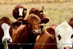 Measuring digestible protein is important when judging the environmental impact of food systems.