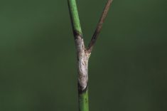 Sclerotinia testers needed
