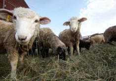 Lamb and sheep market remains resilient