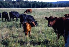 Forage U-Pick’s pivot to a nationally focused tool is a step in the right direction, says Julie MacKenzie. “Sometimes we forget about our western Canadian producers who identify as francophone. We have different francophone producers out there in Alberta and Saskatchewan and that creates an opportunity for them.”