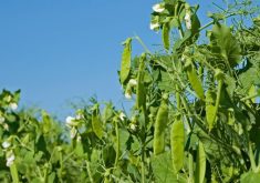 Pea growers urged to keep score on ascochyta