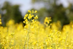 Canola growers could now qualify for up to $20,000 to adopt 4R nitrogen management techniques.