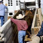 Longer transportation, rest stops and auction marts are associated with higher levels of BRD in research project.