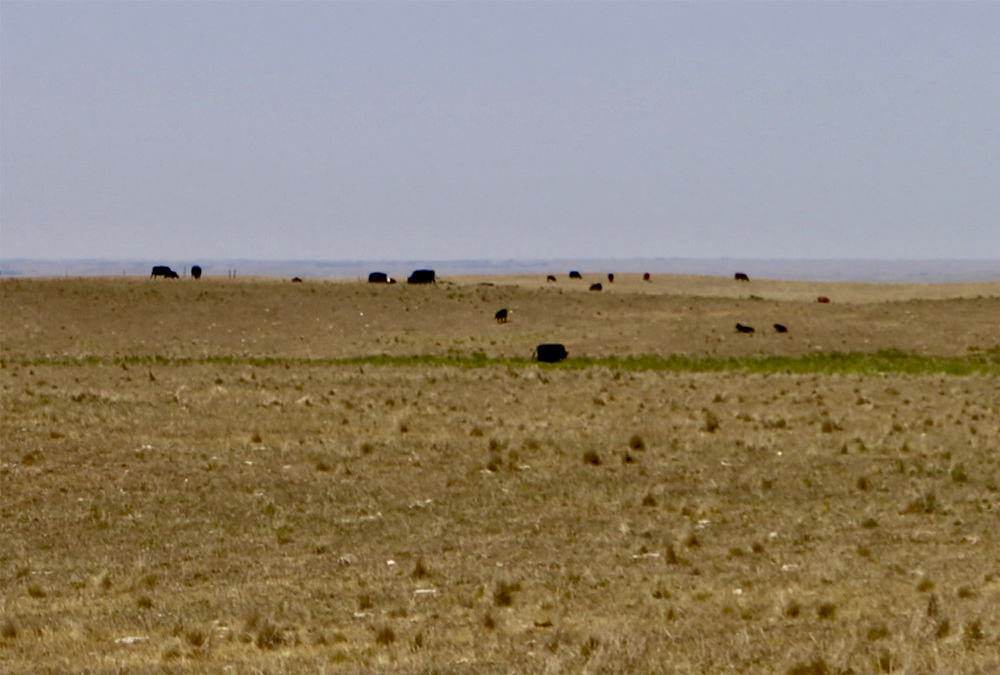 Ranchers in Alberta’s Special Areas say pastures had gone brown even before the grasshoppers arrived.