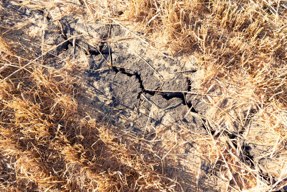 dry earth, drought crop