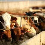 Photo: Canada Beef