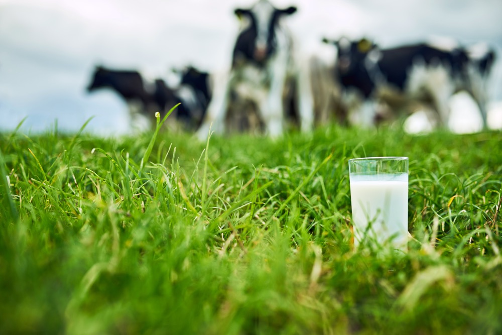 glass of milk and dairy cows