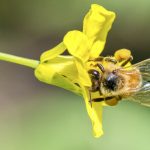 According to Alberta Agriculture and Irrigation, Alberta produces more honey than any other province, accounting for nearly 41 per cent of Canada’s 2022 total.