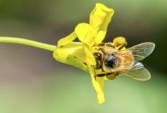 According to Alberta Agriculture and Irrigation, Alberta produces more honey than any other province, accounting for nearly 41 per cent of Canada’s 2022 total.