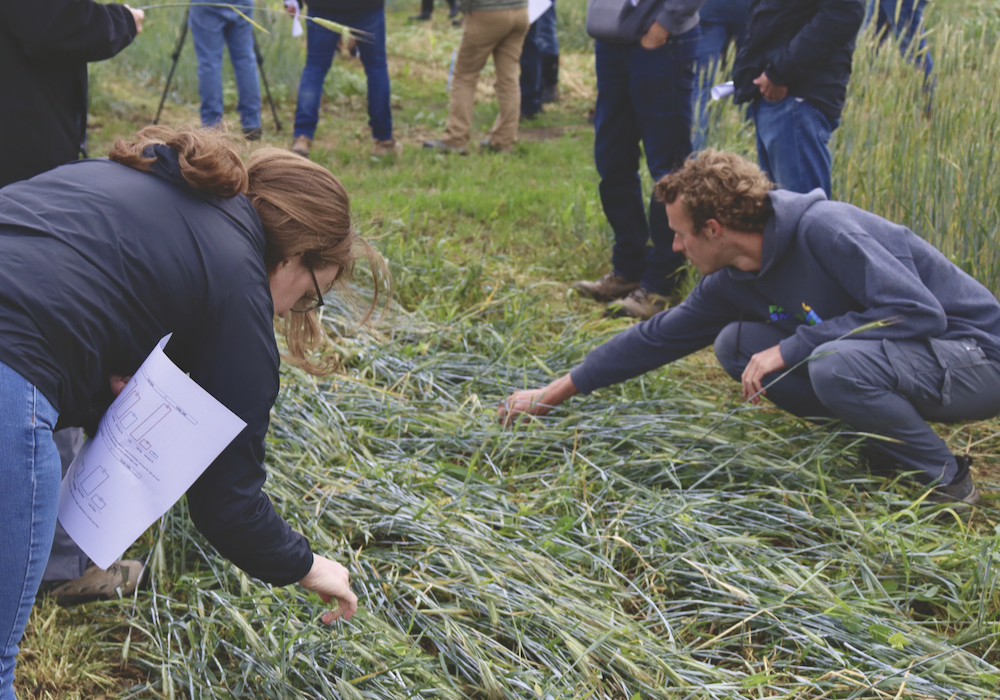 Farming Smarter attendees inspect the plot used to demonstrate roller crimping, a weed control technique.