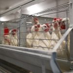 Laying hens in enriched cages.