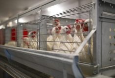 Laying hens in enriched cages.