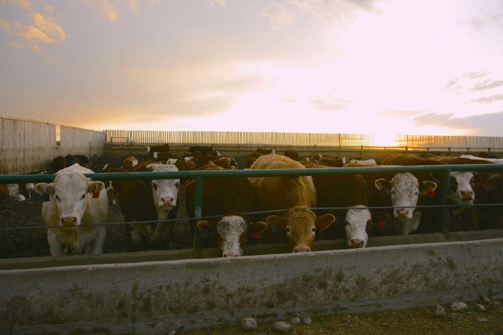 (Photo courtesy Canada Beef Inc.)
