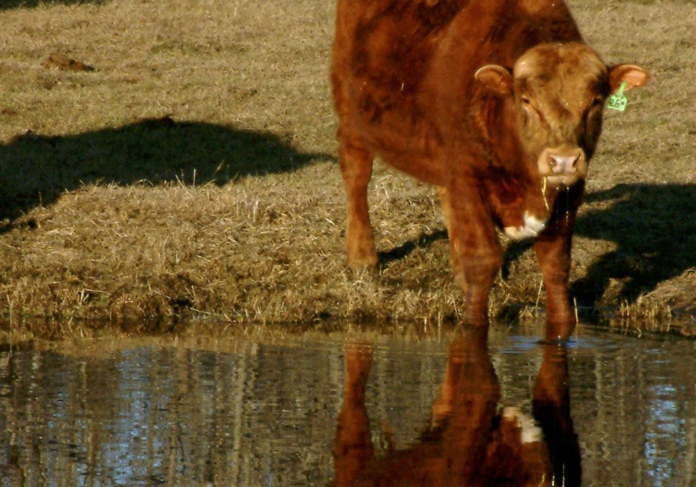 cow drinking water at a dugout