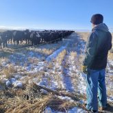 Swath grazing is an important part of the Wray Ranch’s overall plan. Tim Wray is seen here checking his cattle in the winter.