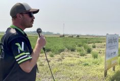 Dexter Lethbridge says the right forage mix can help manage saline soils.