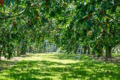 File photo of an Ontario cherry orchard. (UpdogDesigns/iStock/Getty Images)
