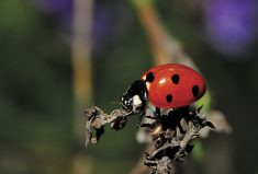 Manitoba has 66 species of lady beetles, including native and non-native types.