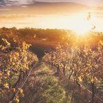 File photo of a vineyard in South Australia. (Alicat/iStock/Getty Images)