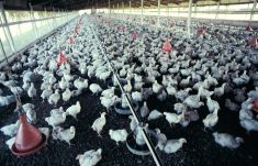 Research to reduce avian influenza impact