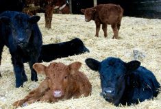 CCIA issues new edition of calving record book
