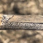 Blackleg and verticillium stripe are sometimes found in the same plant.