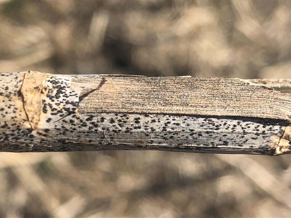 Blackleg and verticillium stripe are sometimes found in the same plant.