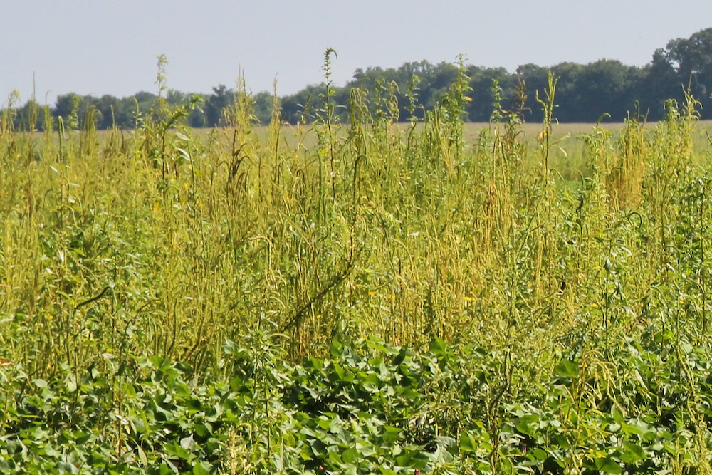 File photo of palmer amaranth — the taller yellowish plants — infesting a U.S. cotton field. (Photo courtesy ARS/USDA)
