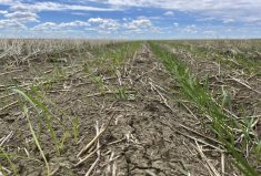Spring wheat with Lalrise Start SC applied with seed treatment, right, versus seed treatment alone on the left, in Western Canada, in May 2022.