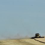 Wheat harvest near Priddis, southwest of Calgary.