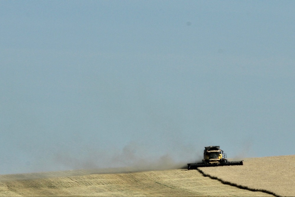 Wheat harvest near Priddis, southwest of Calgary.