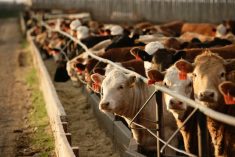 (Photo courtesy Canada Beef Inc.)
