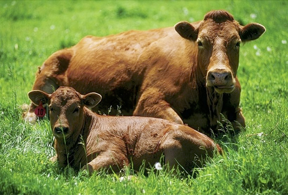CowBytes is back