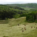Turning back the clock with grazing