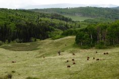 Turning back the clock with grazing